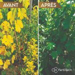 Chélate de Fer EDTA 13% 750 g Engrais Anti-Chlorose pour Plantes et Gazon – Image 3