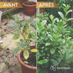 Soufre en Poudre 1.5 kg – Correcteur de pH & Traitement Fongicide Naturel – Image 3