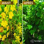 Chélate de Fer EDTA 13% 1 kg – Anti-Chlorose Plantes et Gazon – Engrais Foliaire Soluble – Carence en Fer – Jardin, Feuilles Jaunes, Hydroponie – Image 2